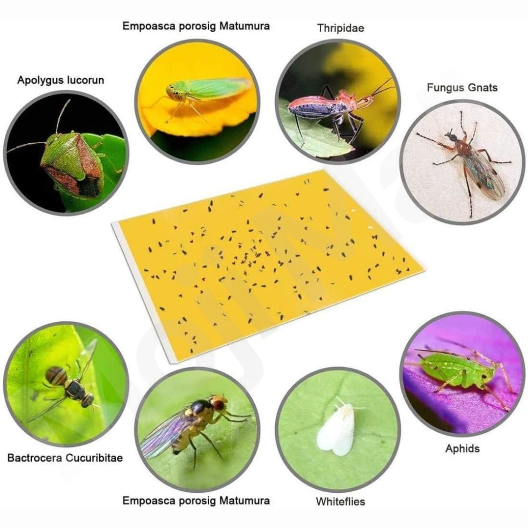 Insects Glue Sticky Card Trap – 6.5 x 10 inch