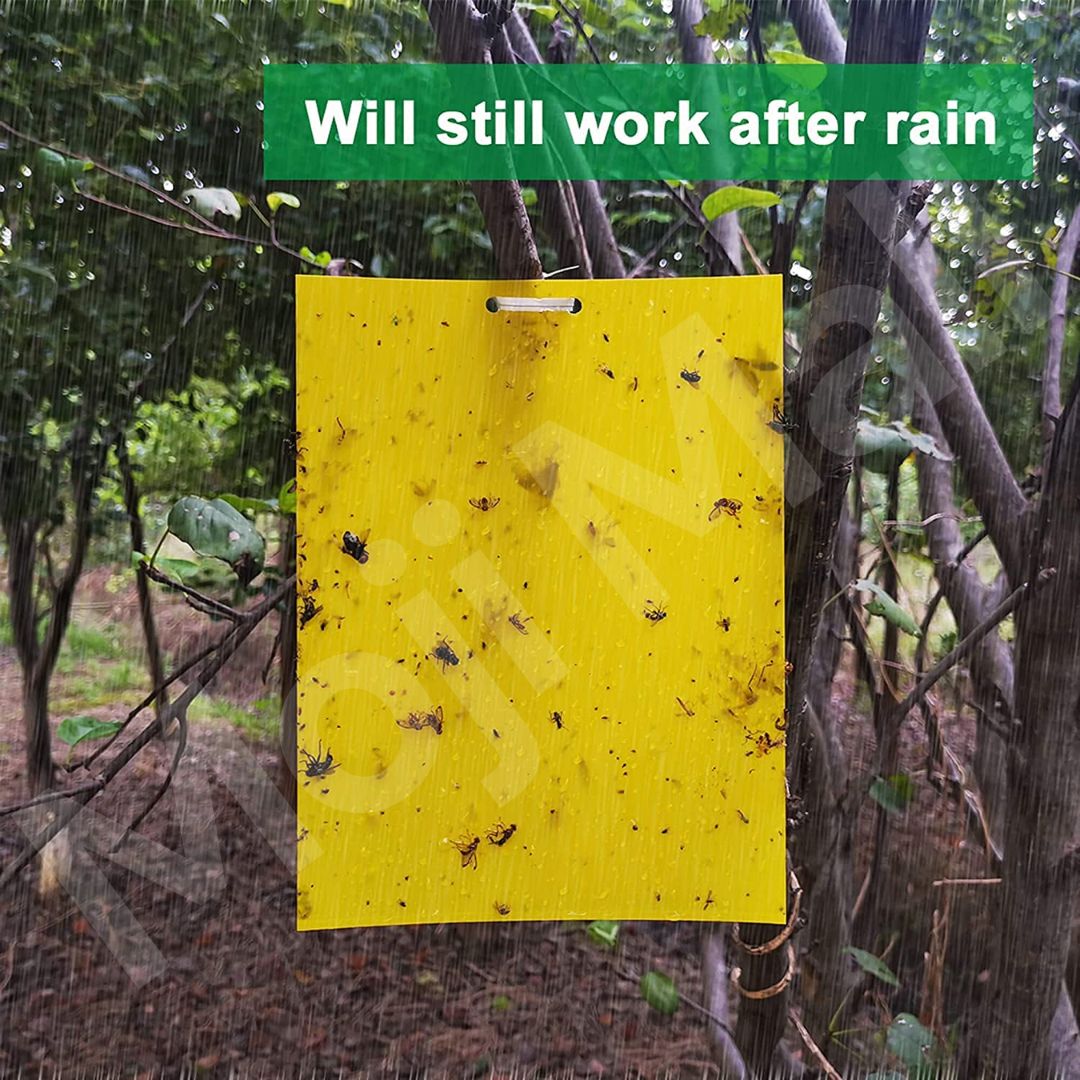 Insects Glue Sticky Card Trap – 6.5 x 10 inch