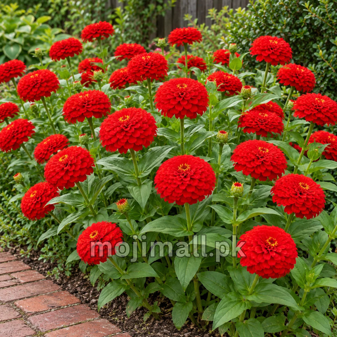 Red double zinnias beside a brick path, pictured on Moji Mall’s Zinnia Dahlia Red seeds listing for Pakistan