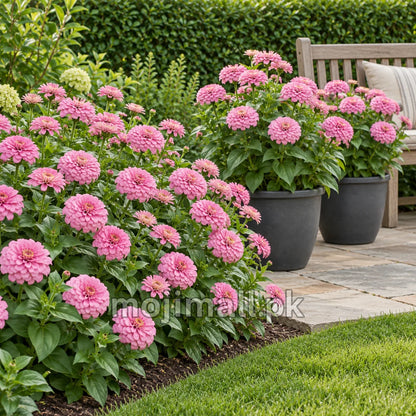 Zinnia Giant Double Rose seeds at Moji Mall in Pakistan, illustrated by pink blooms in a border and pots beside a bench