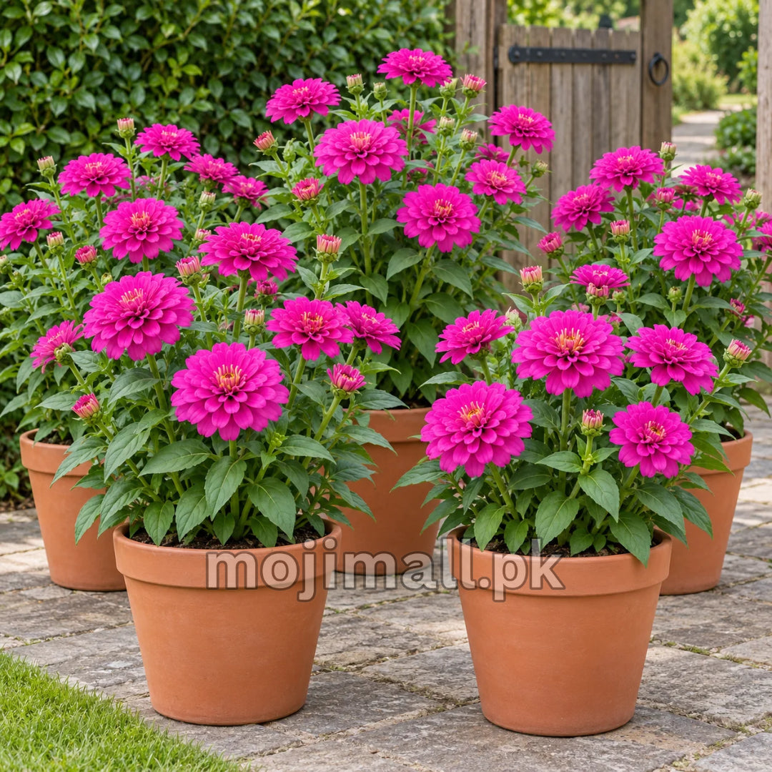 Potted magenta double zinnias on a patio, shown with Moji Mall’s Giant Double Purple zinnia seeds in Pakistan