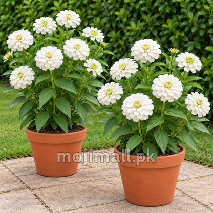 Two pots of white double zinnias on a patio, featured in Moji Mall’s Giant Double White zinnia seeds listing for Pakistan