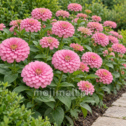 Pink double blooms along a garden path, pictured on Moji Mall’s Zinnia Giant Double Rose seeds listing in Pakistan