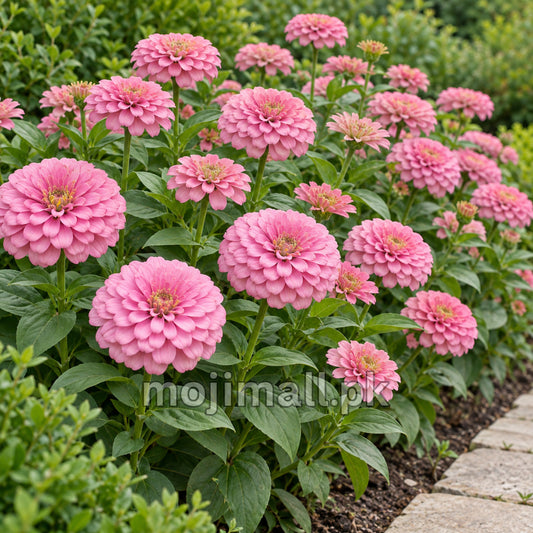 Pink double blooms along a garden path, pictured on Moji Mall’s Zinnia Giant Double Rose seeds listing in Pakistan