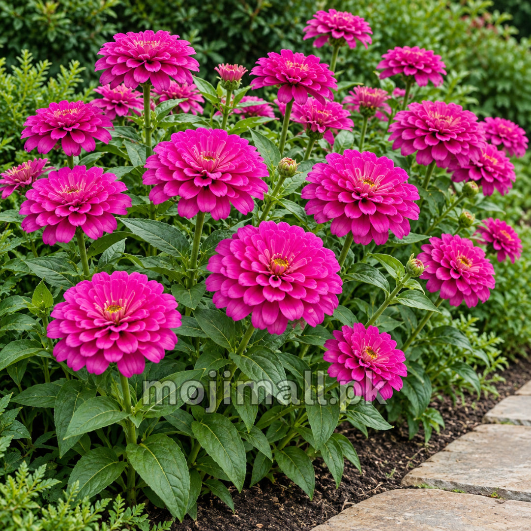 Magenta double zinnias along a stone path, pictured on Moji Mall’s Giant Double Purple zinnia seeds listing for Pakistan