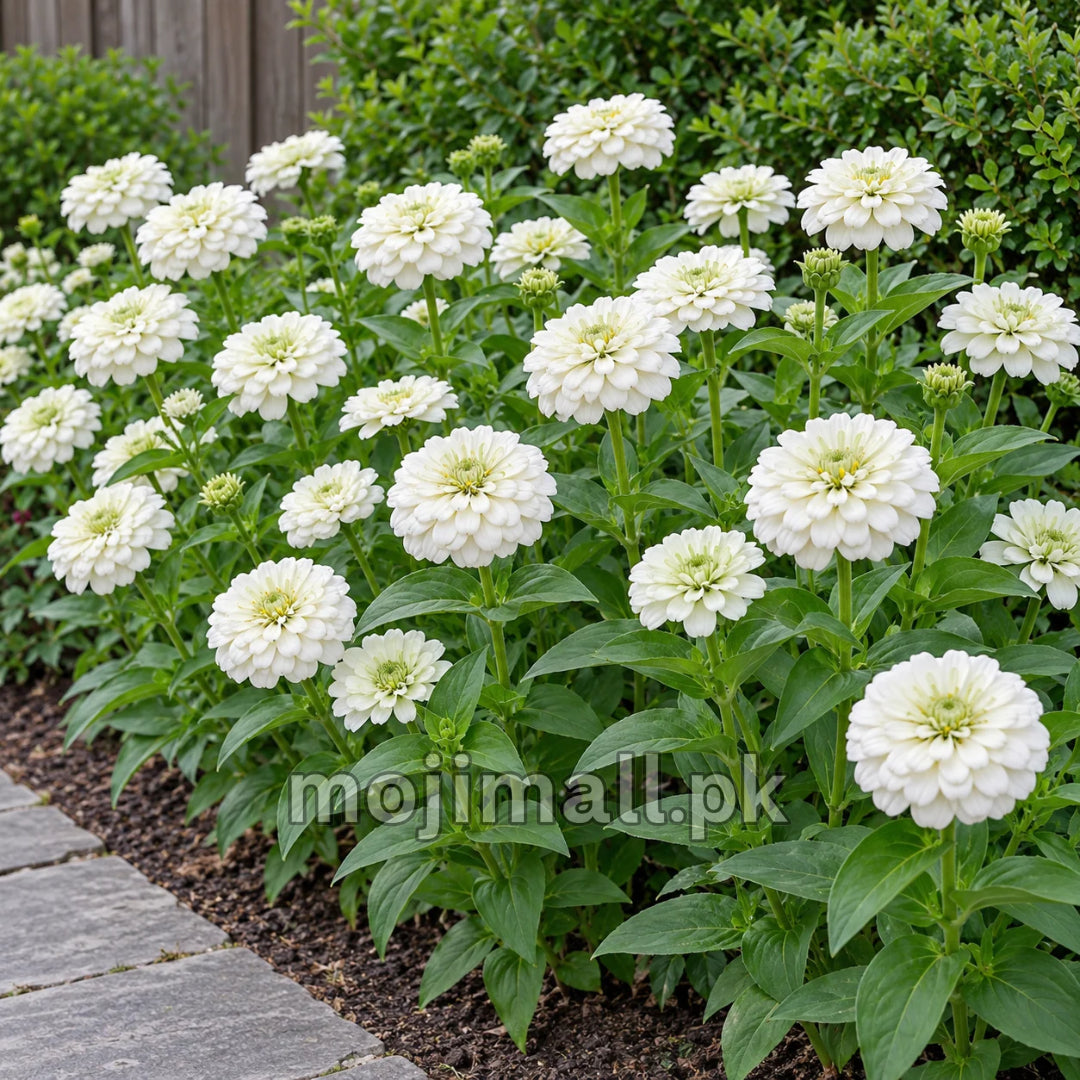 White double zinnias lining a stone path, shown with Moji Mall’s Giant Double White zinnia seeds in Pakistan