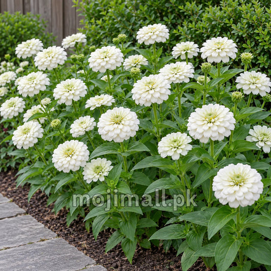 White double zinnias lining a stone path, shown with Moji Mall’s Giant Double White zinnia seeds in Pakistan