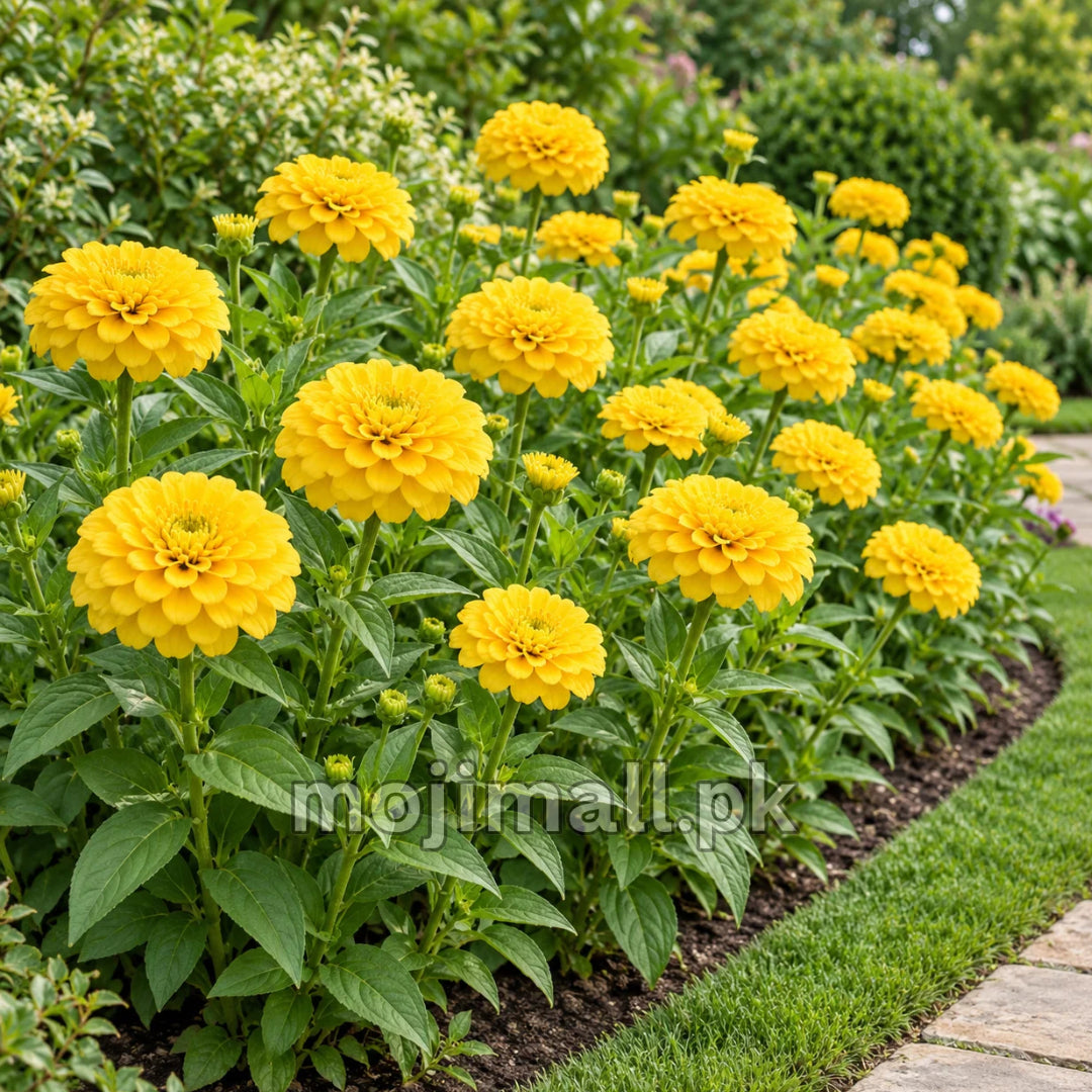 Golden double zinnias along a lawn border, pictured on Moji Mall’s Giant Double Golden zinnia seeds listing for Pakistan