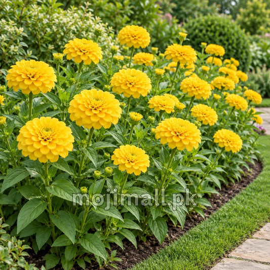 Golden double zinnias along a lawn border, pictured on Moji Mall’s Giant Double Golden zinnia seeds listing for Pakistan