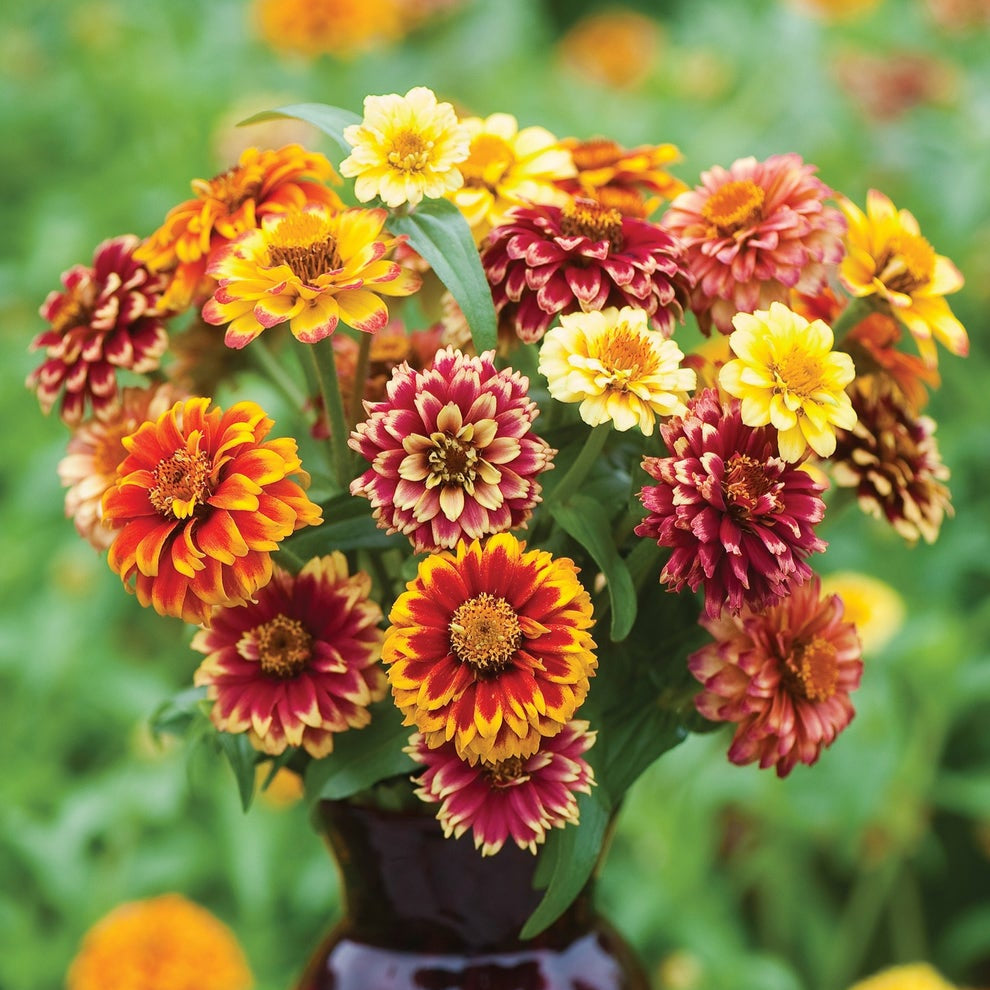 Zinnia (گل زینیا) - Jazzy Mix - 100+ Seeds