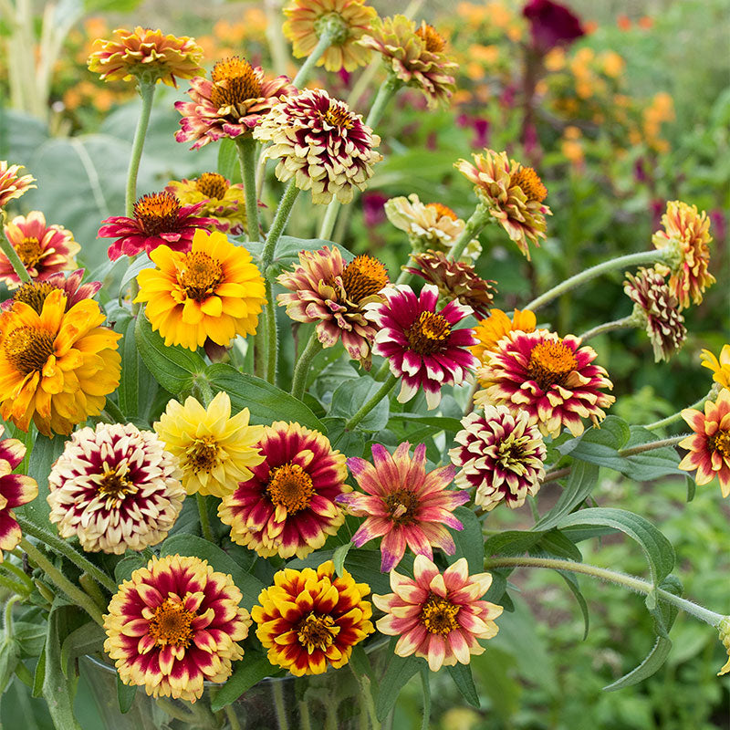 Zinnia (Jazzy Mix) – 20+ Seeds-Moji Mall