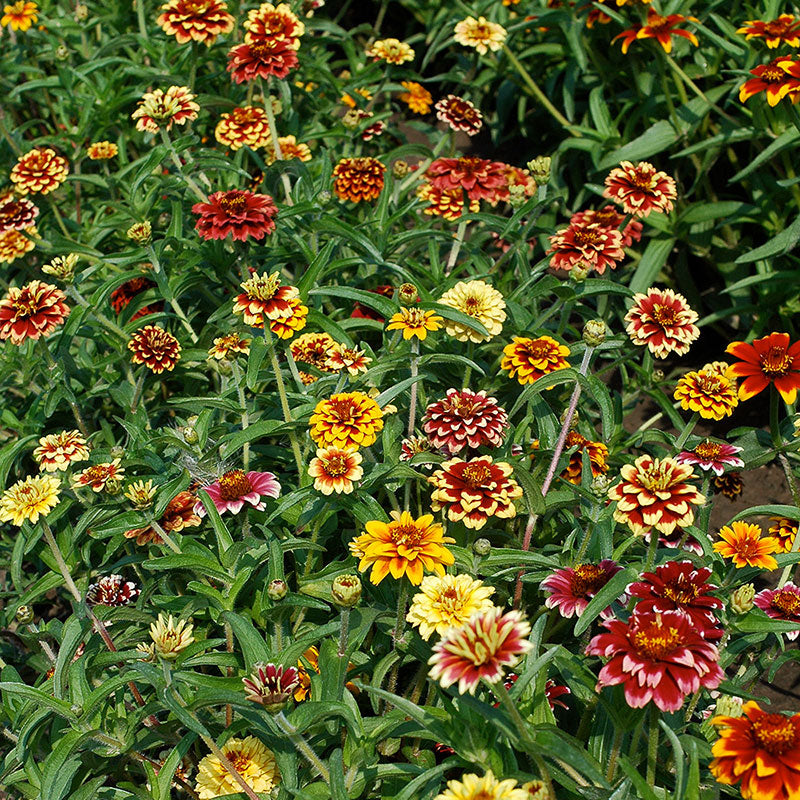 Zinnia (Jazzy Mix) – 20+ Seeds-Moji Mall