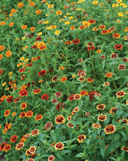 Zinnia (گل زینیا) - Jazzy Mix - 100+ Seeds