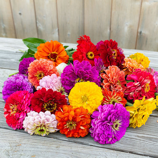 Zinnia Benary’s Giant Mix – 20+ Seeds (SUMMER)
