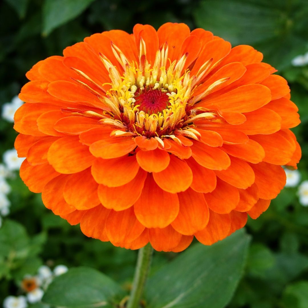 Zinnia Double Orange F1 Hybrid – 20 Seeds-Moji Mall
