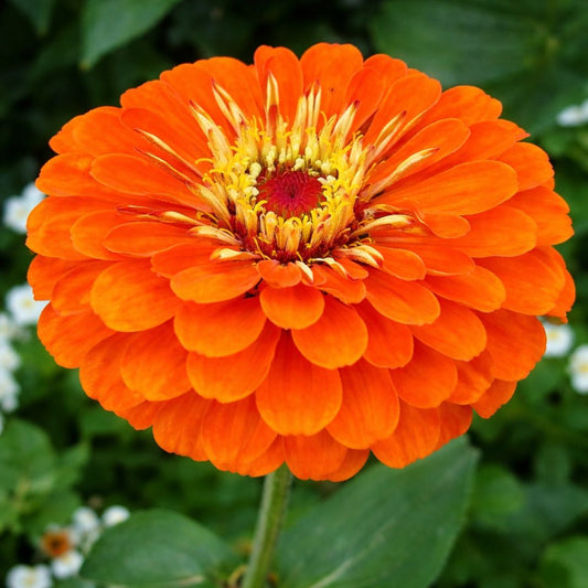 Zinnia Double Orange F1 Hybrid – 20 Seeds