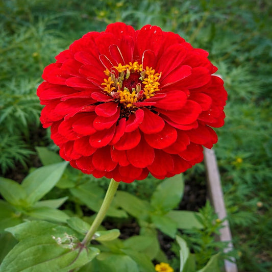 Zinnia Double Red F1 Hybrid – 20 Seeds