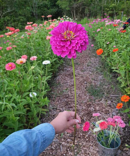 Hand holding a purple zinnia flower in a garden with various flowers in the background