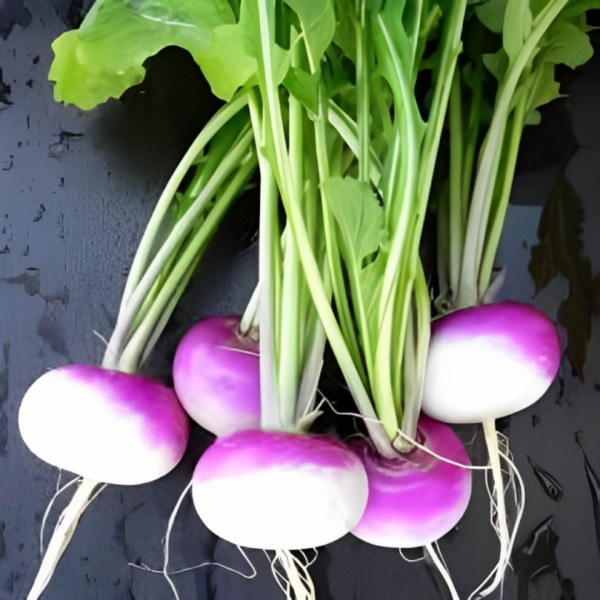 Purple Turnip